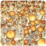 Псилоцибиновые (галлюциногенные)  грибы Psilocybin "Golden Teacher" в Выксе